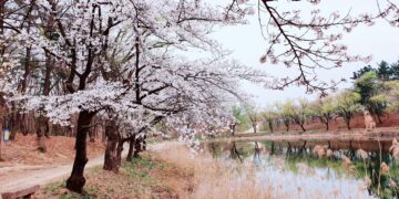 চেরি ফুলের মৌসুম