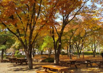 শরতের রঙিন ডেগু শহর