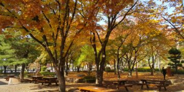 শরতের রঙিন ডেগু শহর