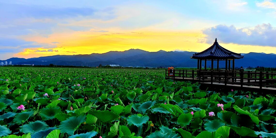lotus flower in South Korea