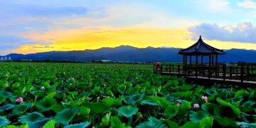 lotus flower in South Korea