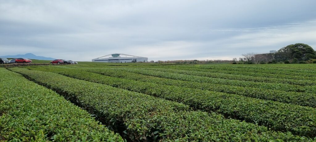Innisfree Tea Garden in Jeju Island (Garden View)