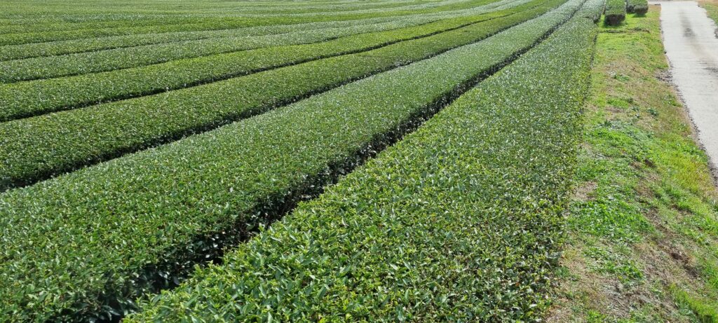 Innisfree Tea Garden in Jeju Island (Garden View)