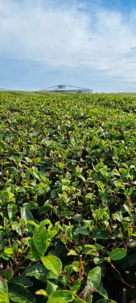 Innisfree Tea Garden inside